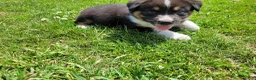 Mixed Breed dogs for sale: Ram  - Ad 2