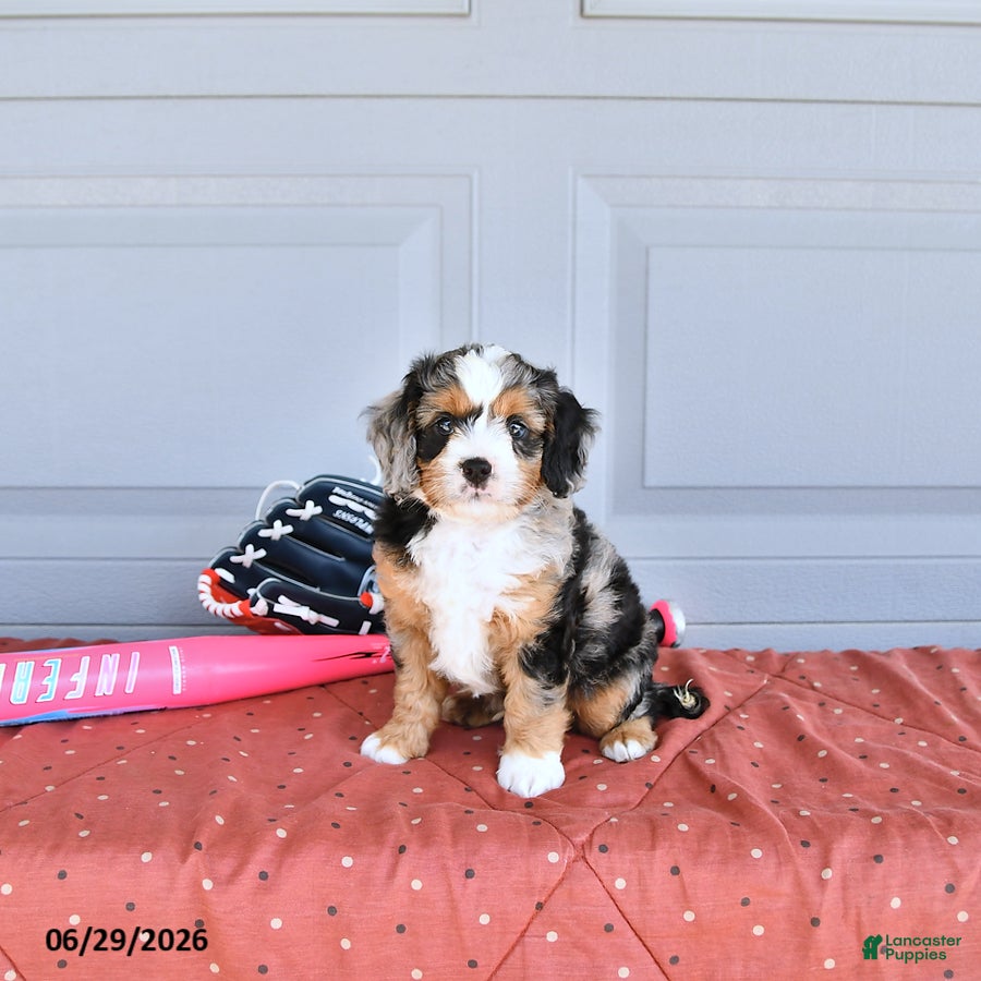 Mixed Breed dogs Munchkin  NoParti - Ad 1