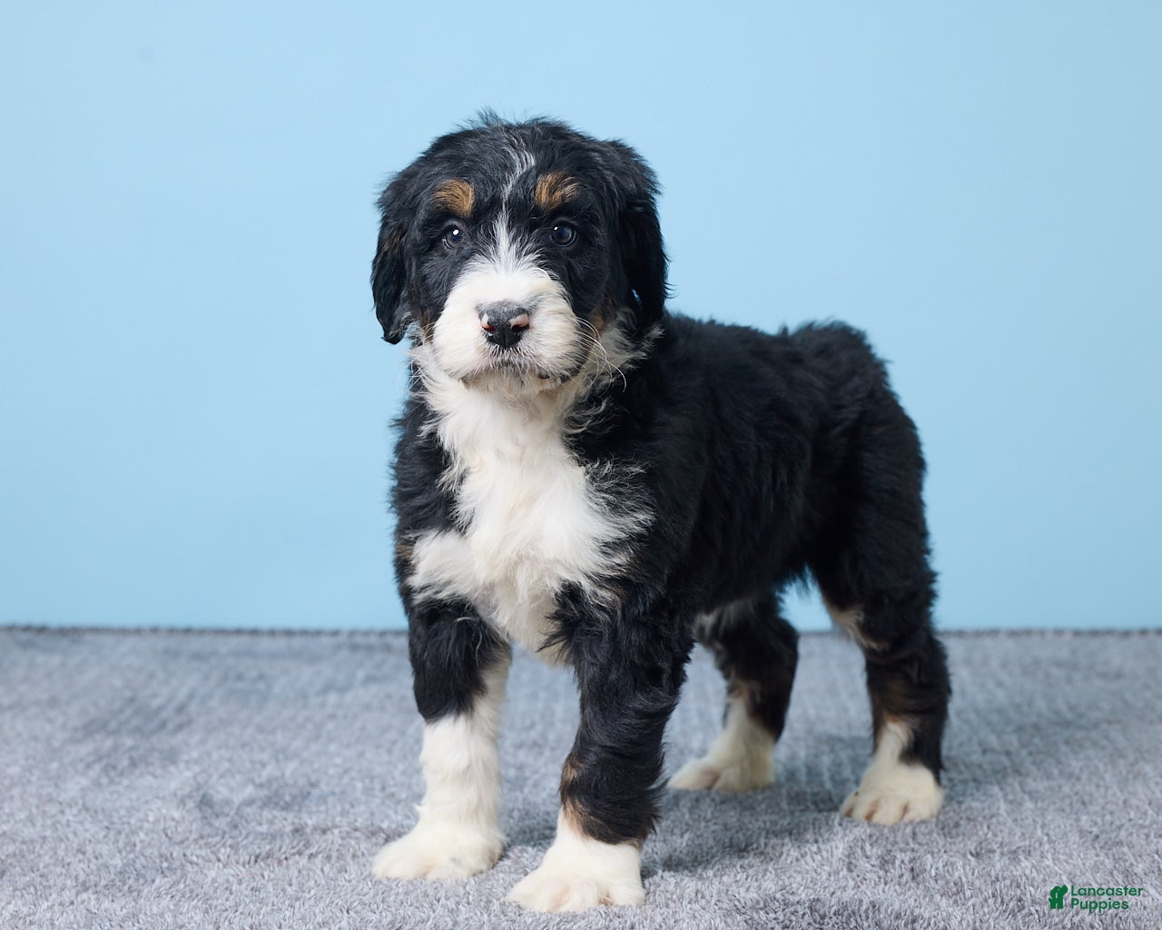 Bernedoodle dogs Holly - Ad 2