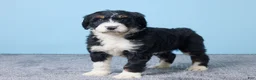 Bernedoodle dogs for sale: Holly - Ad 2