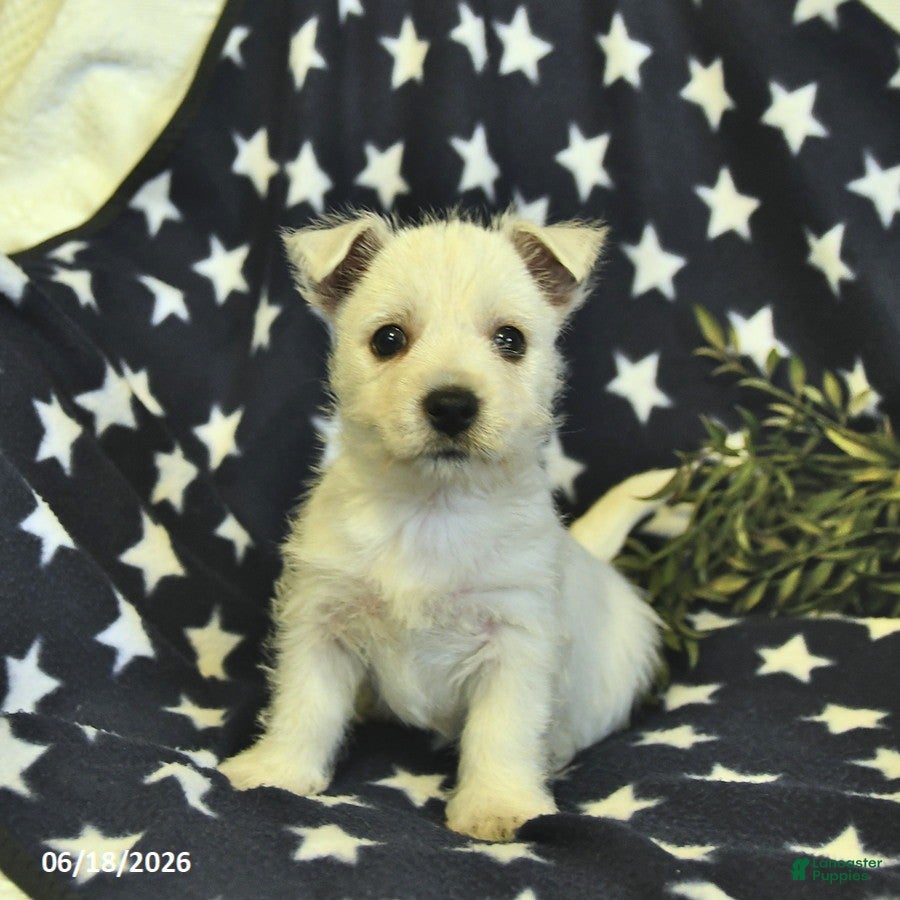 West Highland Terrier dogs Lily  - Ad 1
