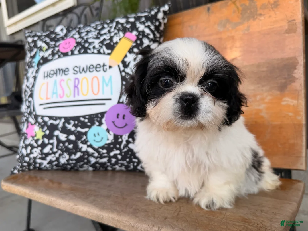 Shih Tzu dogs for sale: Sabrina Shih Tzu  - Ad 2