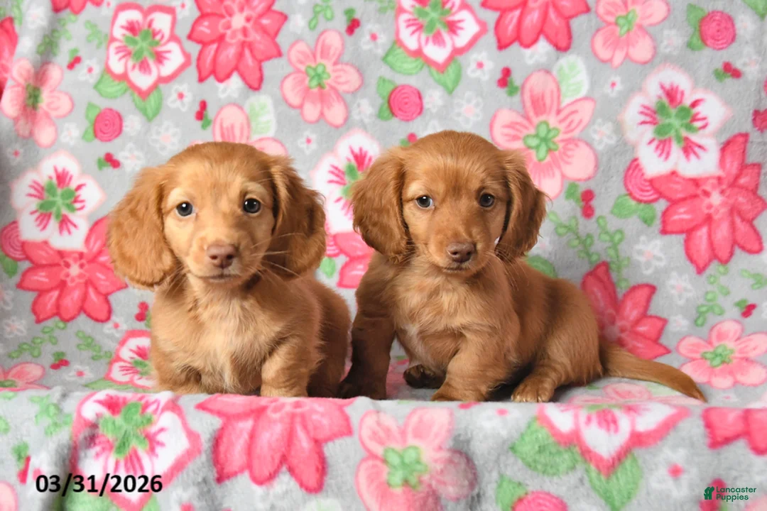 Miniature Dachshund dogs for sale: Peaches - Ad 3
