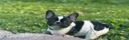 French Bulldog dogs for sale: French Bulldog Puppy 1 - Ad 8