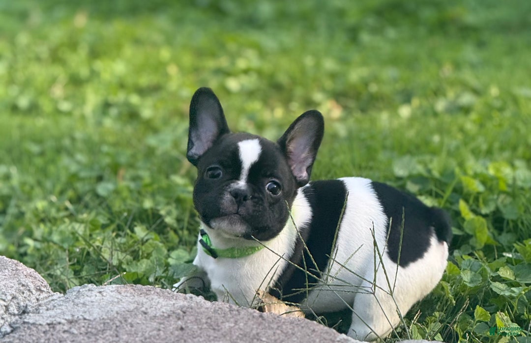 French Bulldog dogs for sale: French Bulldog Puppy 1 - Ad 8