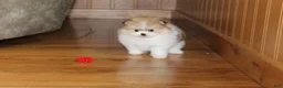 Pomeranian dogs for sale: Teacup Preston - Ad 8