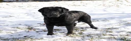 Labrador Retriever dogs for sale: Captain  - Ad 8