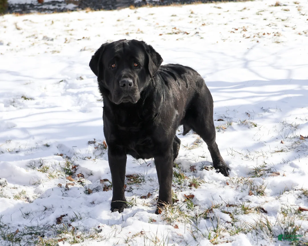 Labrador Retriever dogs for sale: Captain  - Ad 8