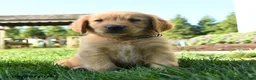 Golden Retriever dogs for sale: Hamlet - Ad 5