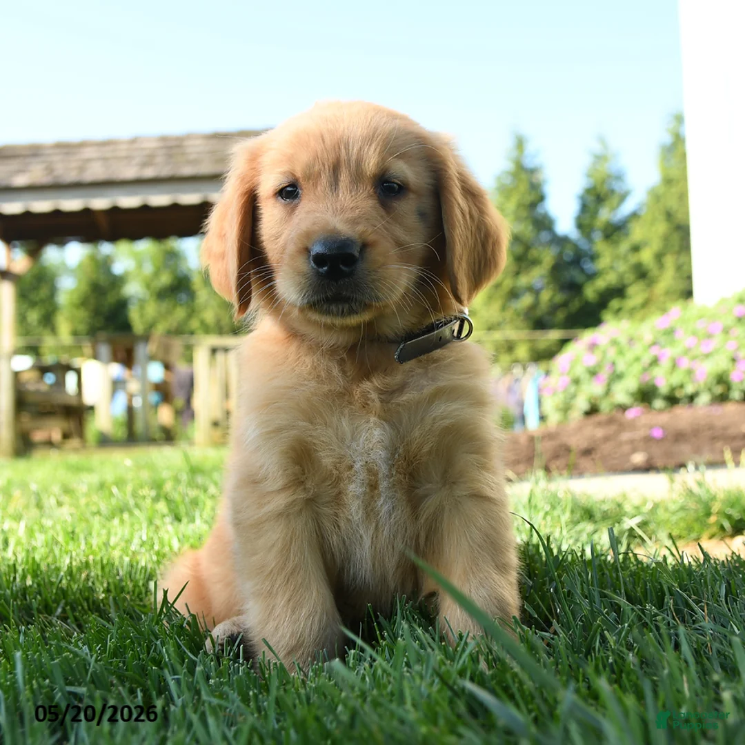 Golden Retriever dogs for sale: Hamlet - Ad 5