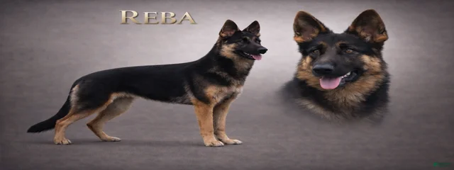 Reba