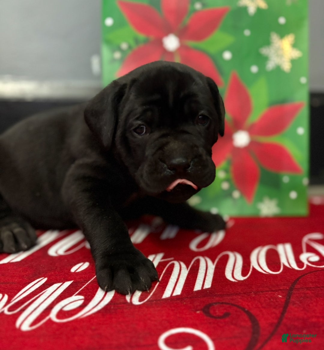 Cane Corso dogs for sale: Denali  - Ad 2
