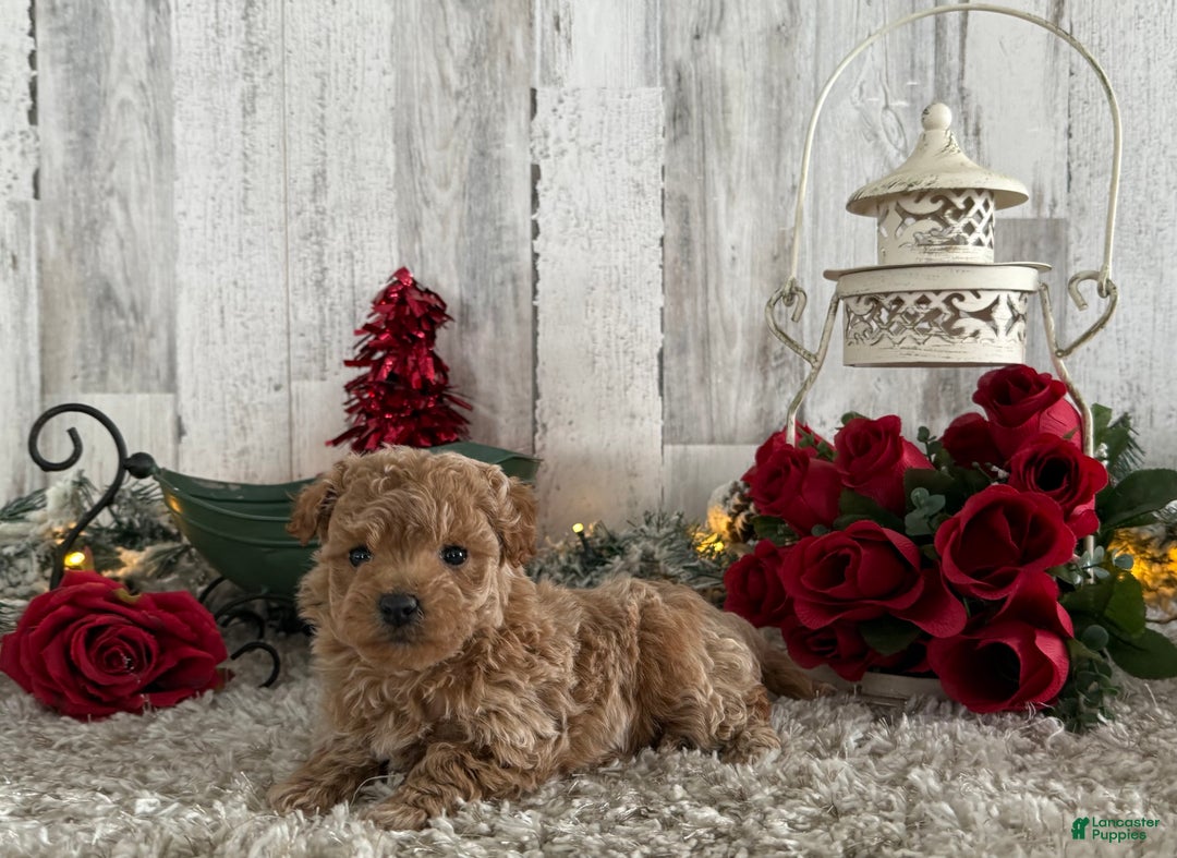 Maltipoo dogs for sale: Raelynn - Ad 3