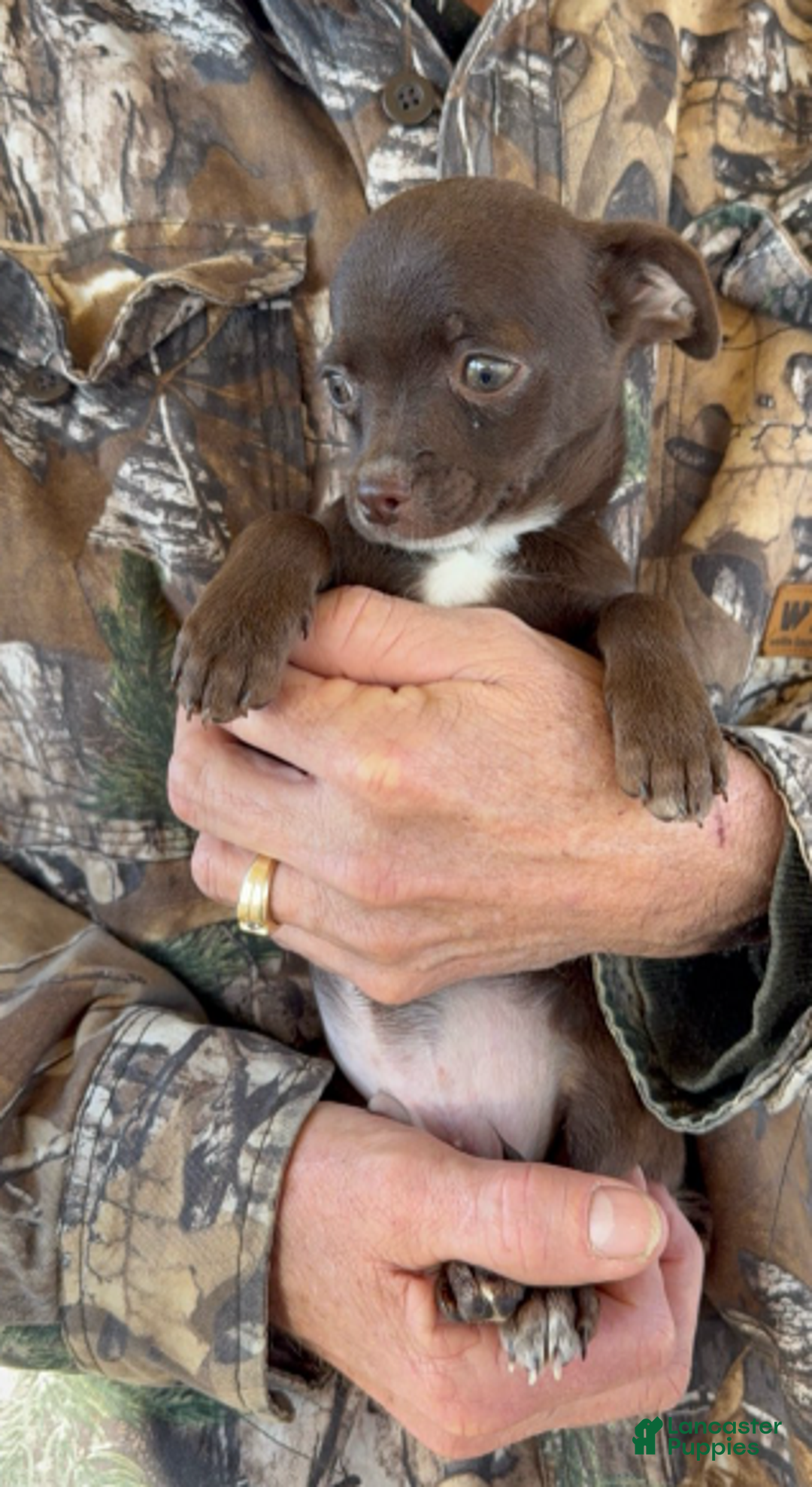 Chihuahua dogs for sale: Chihuahua Boy 2 - Ad 2