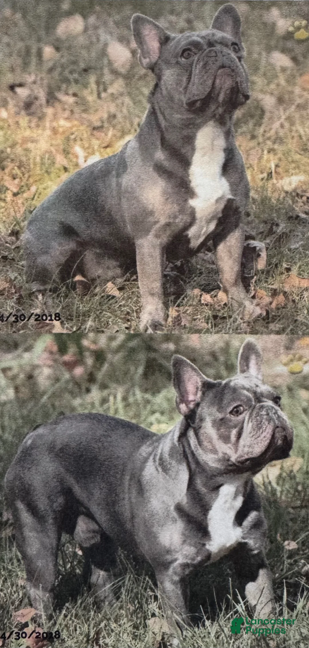 French Bulldog dogs for sale: Sunflower - Ad 8
