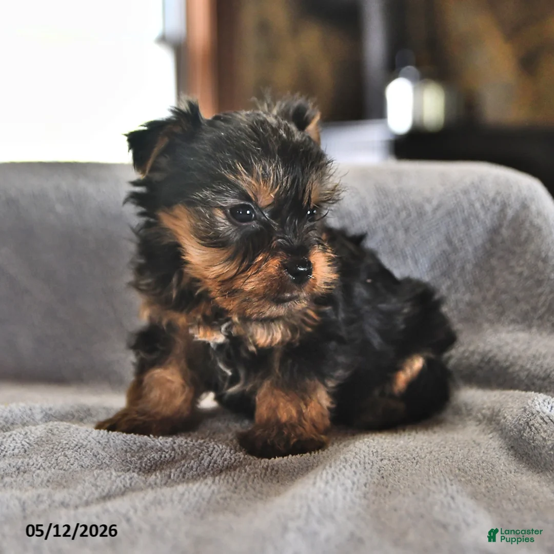 Yorkshire Terrier dogs for sale: Eenie - Ad 1