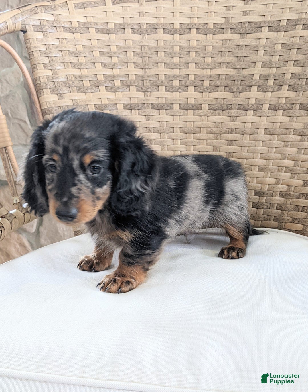 Miniature Dachshund dogs for sale: Frankie  - Ad 4