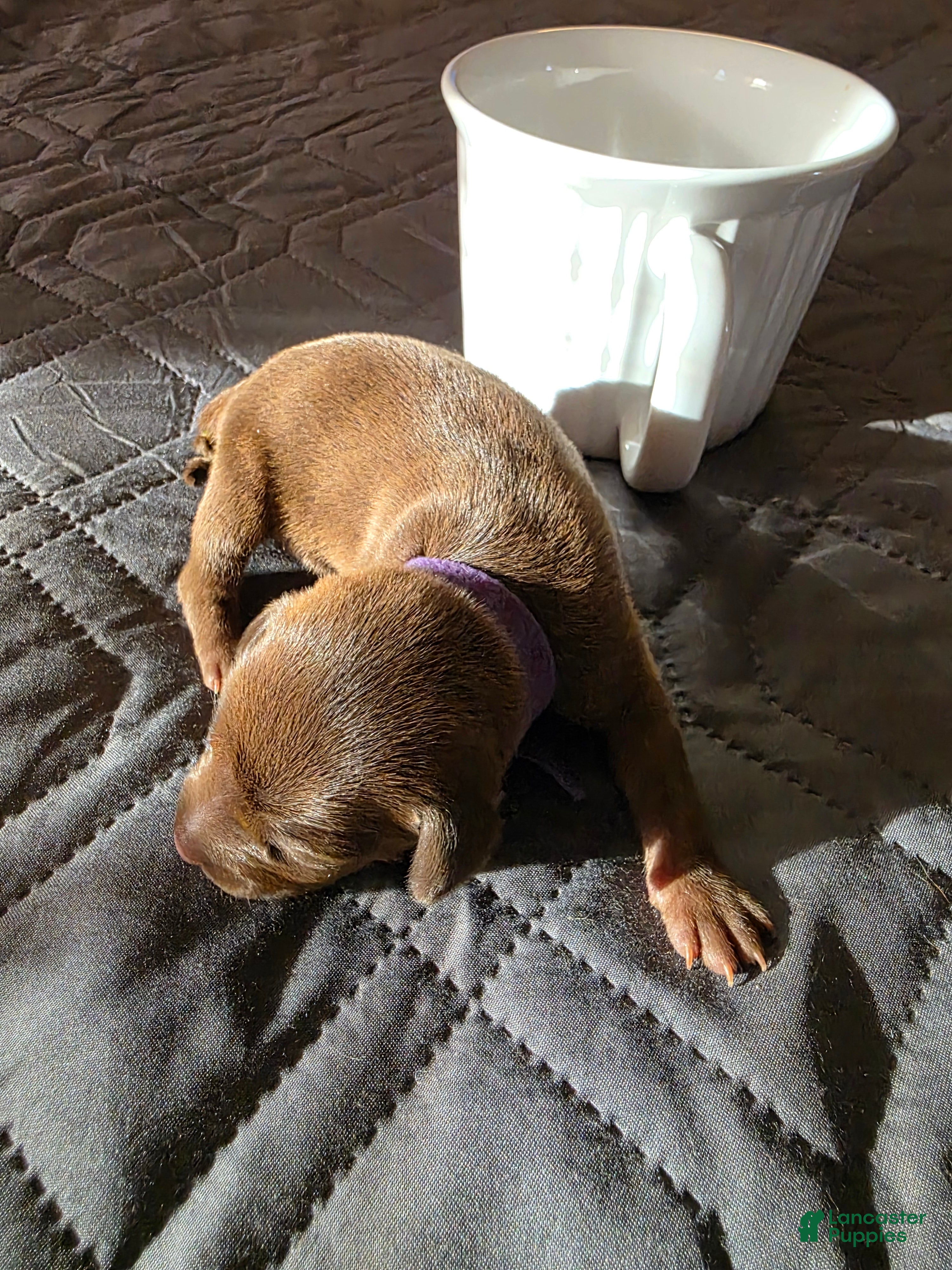 Miniature Pinscher dogs J-purple  - Ad 1