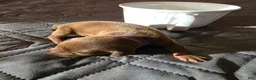 Miniature Pinscher dogs for sale: J-purple  - Ad 1