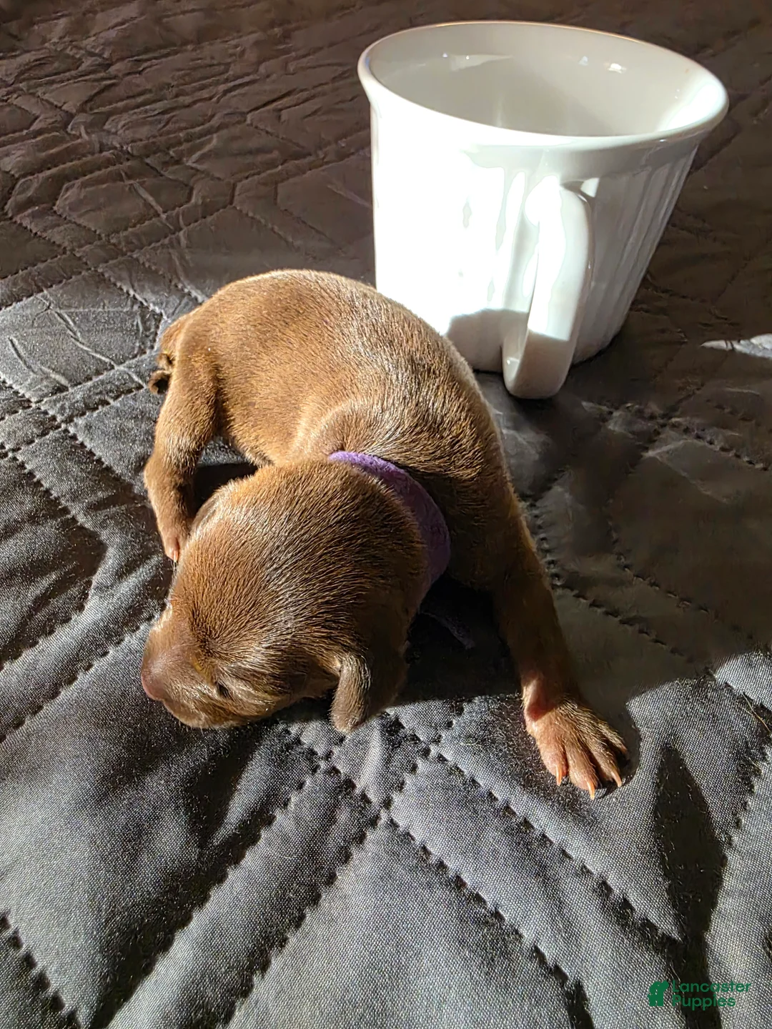 Miniature Pinscher dogs for sale: J-purple  - Ad 1