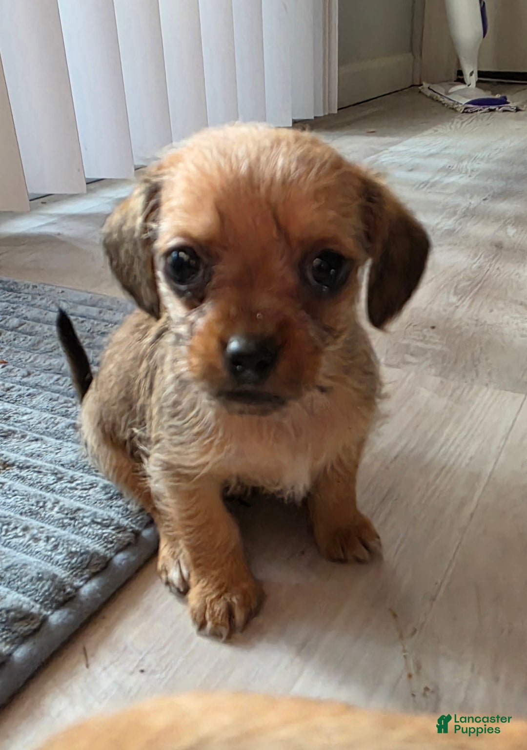 Mixed Breed dogs for sale: Pumpkin  - Ad 2