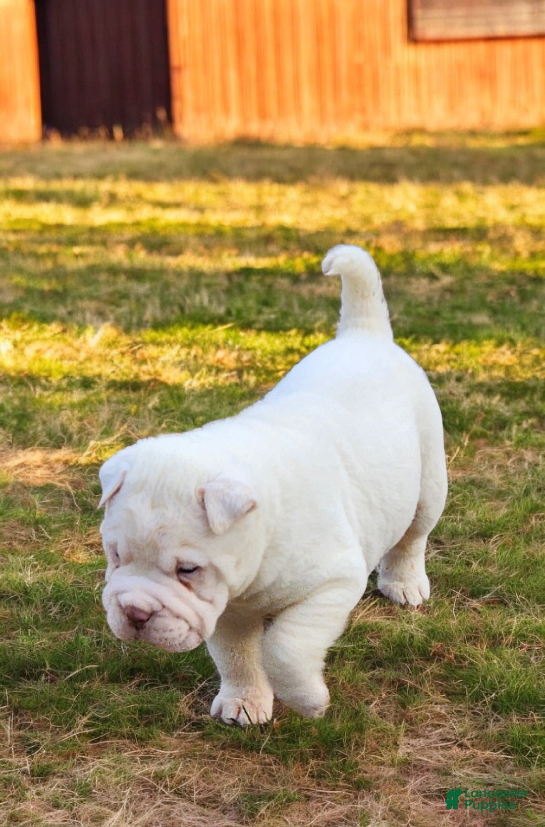Shar Pei dogs for sale: Snow mini  - Ad 10