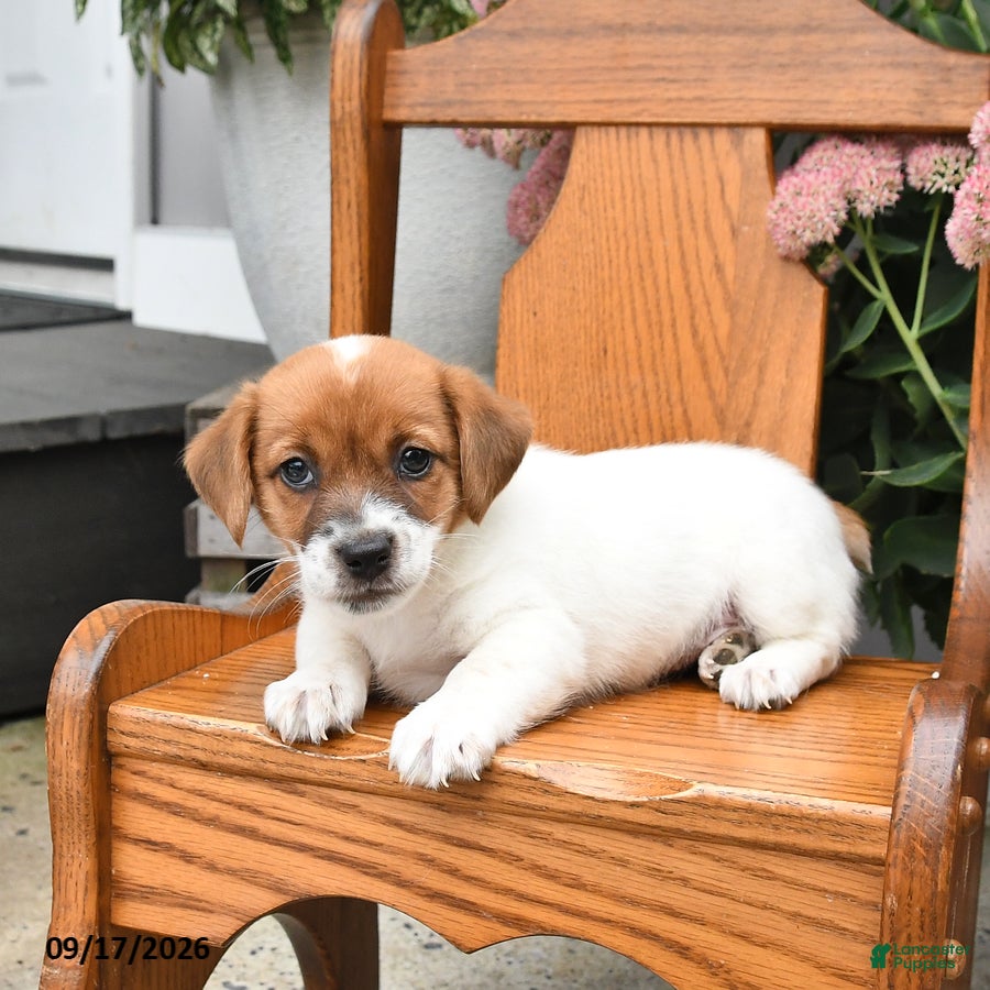 Jack Russell Terrier dogs Misty - Ad 2