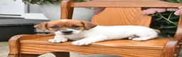 Jack Russell Terrier dogs for sale: Misty - Ad 2