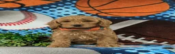 Cockapoo dogs for sale: Link - Ad 5