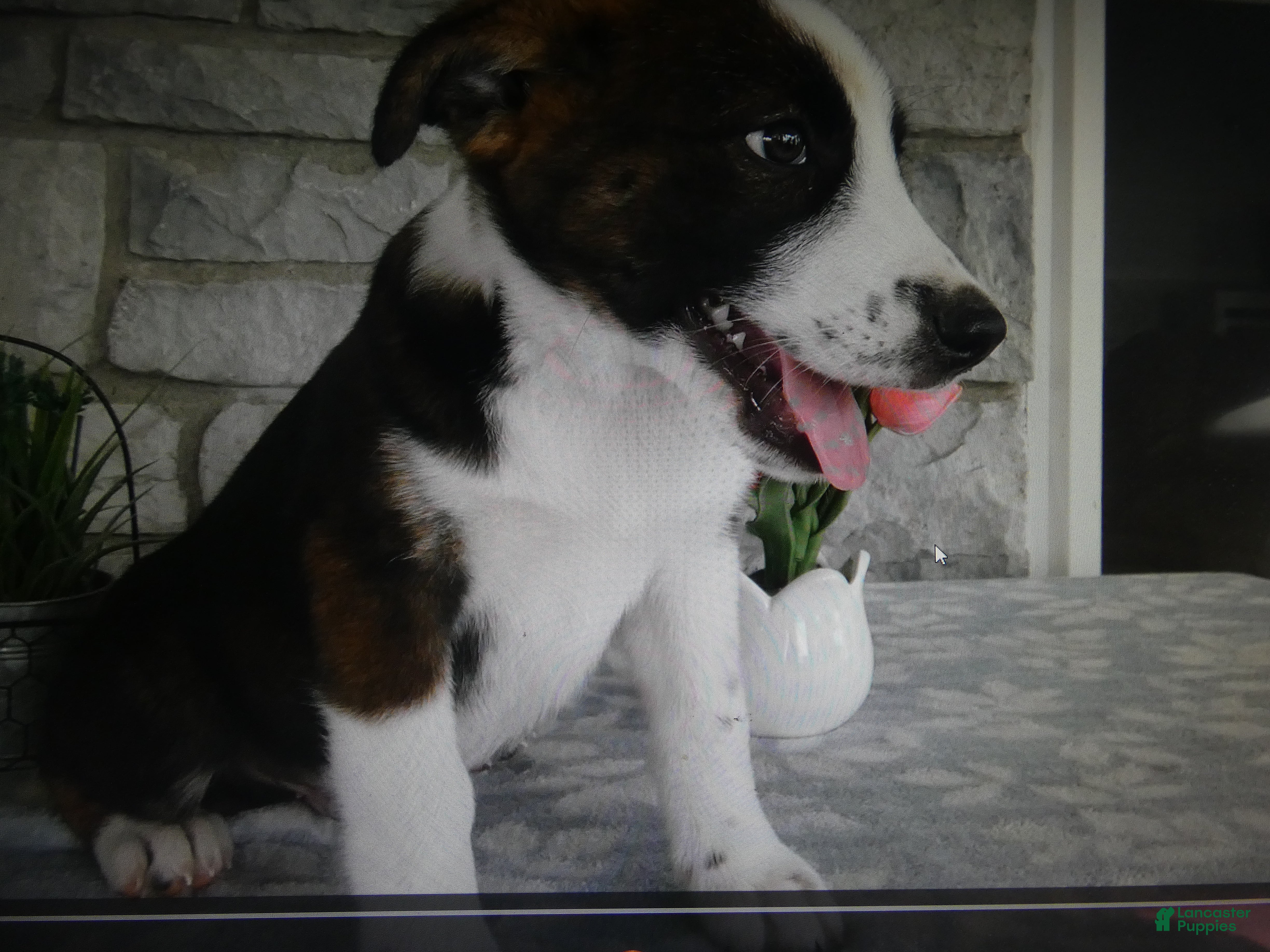 Mixed Breed dogs Mixed Breed 1 Possum - Ad 11
