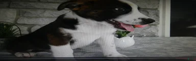 Mixed Breed 1 Possum