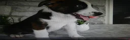 Mixed Breed dogs for sale: Mixed Breed 1 Possum - Ad 1