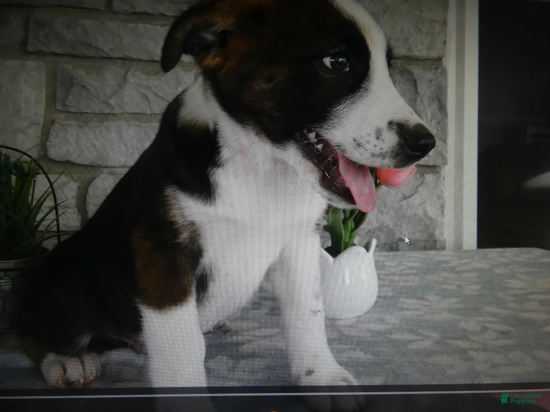 Mixed Breed dogs for sale: Mixed Breed 1 Possum - Ad 1
