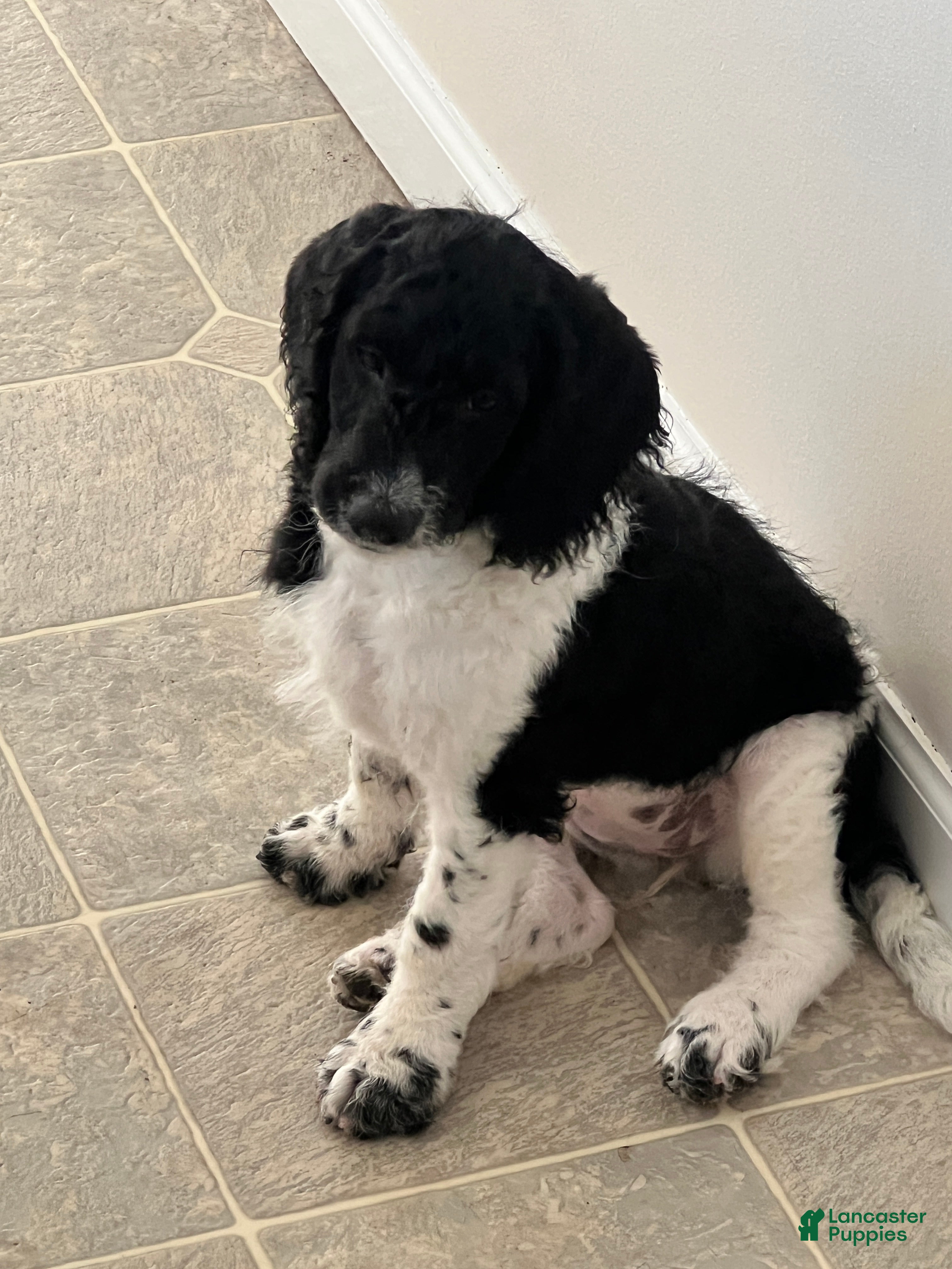 Miniature Labradoodle dogs for sale: Clara  - Ad 1