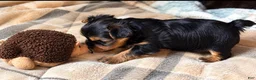 Yorkshire Terrier dogs for sale: Bella - Ad 4