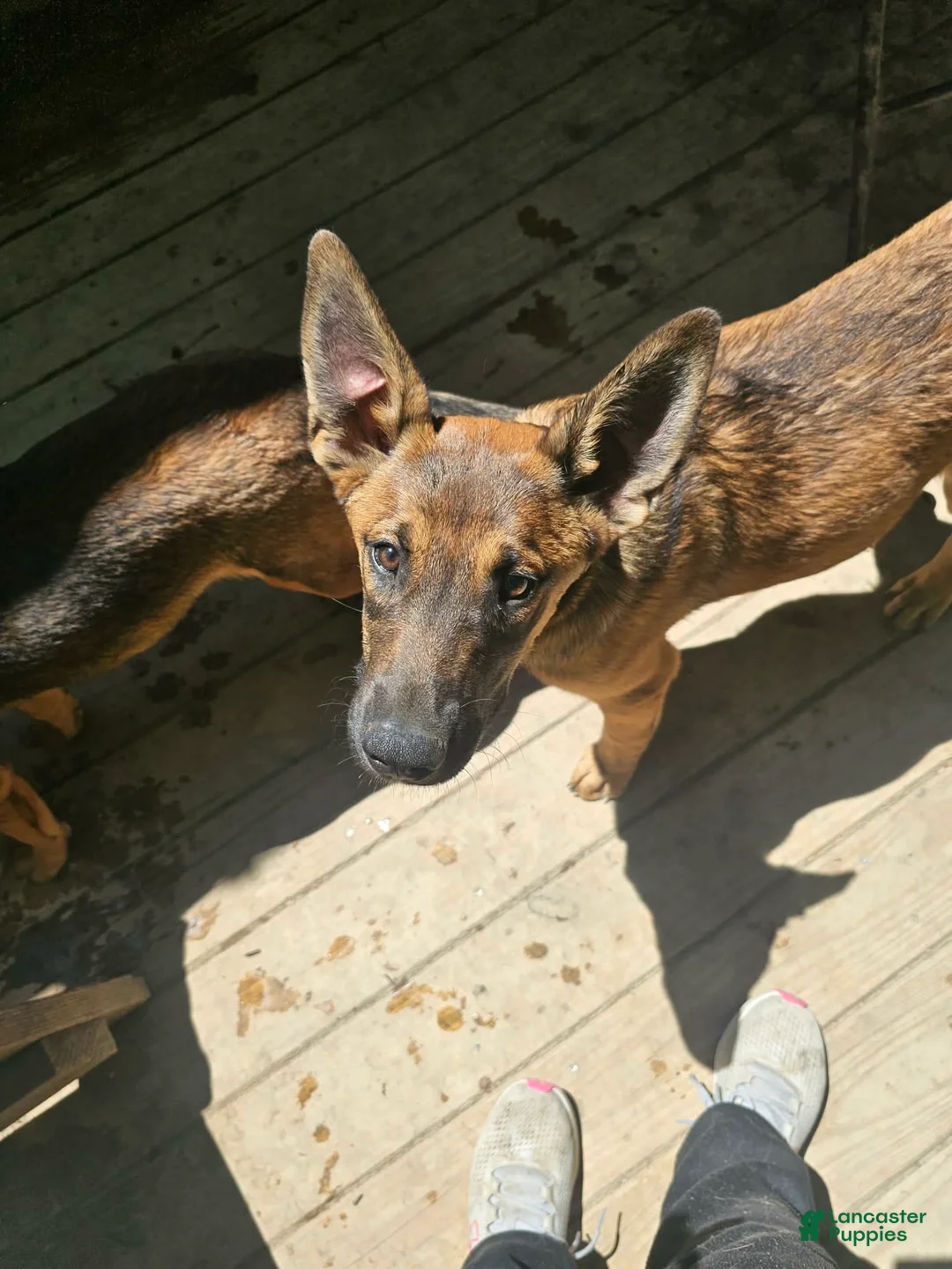 Mixed Breed dogs for sale: Mixed Breed Puppy 6 - Ad 2