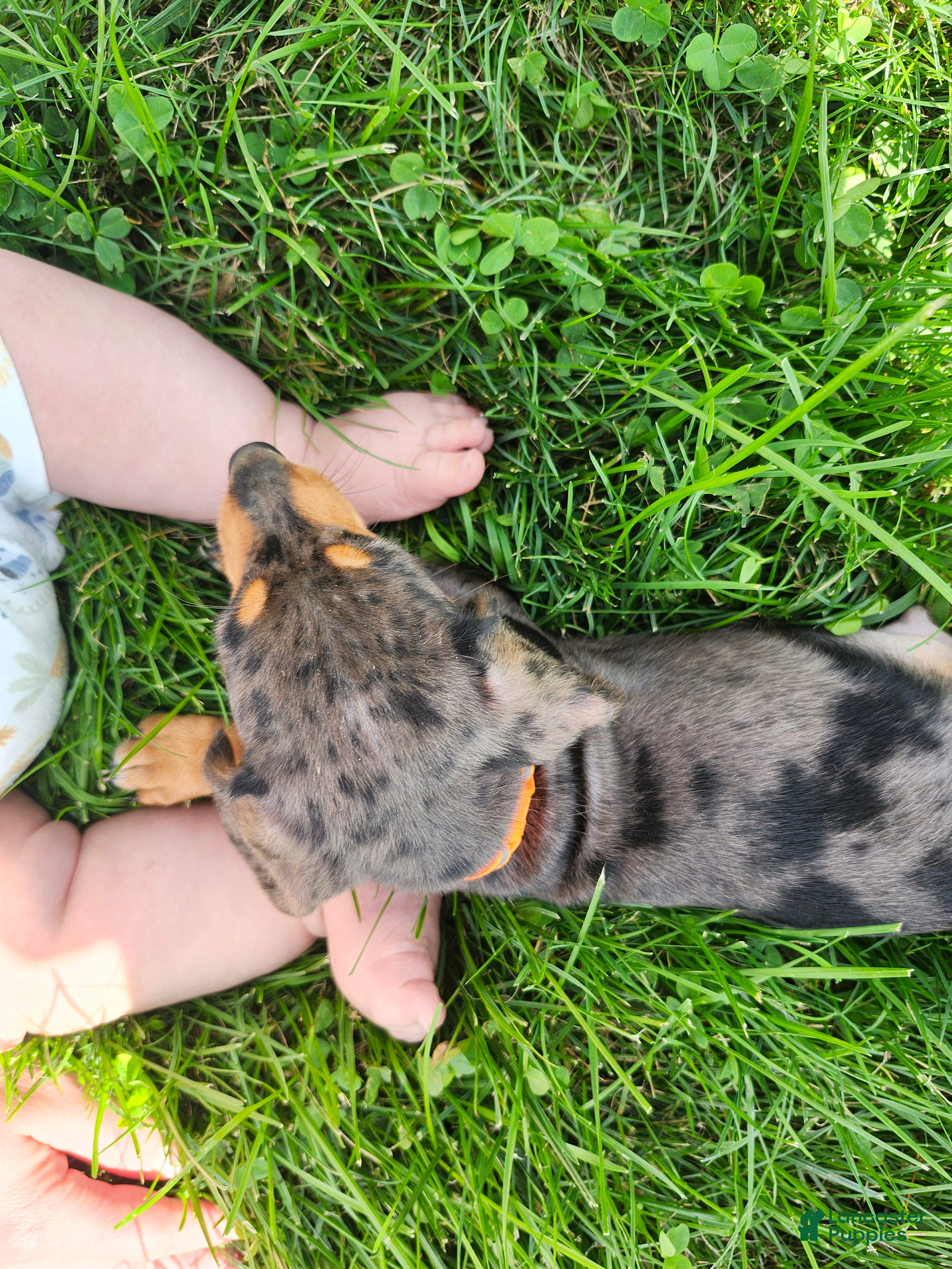 Miniature Dachshund dogs Remy  - Ad 1