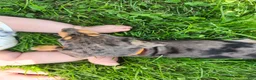 Miniature Dachshund dogs for sale: Remy  - Ad 14