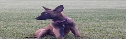 Belgian Malinois dogs for sale: Juneau - Ad 5