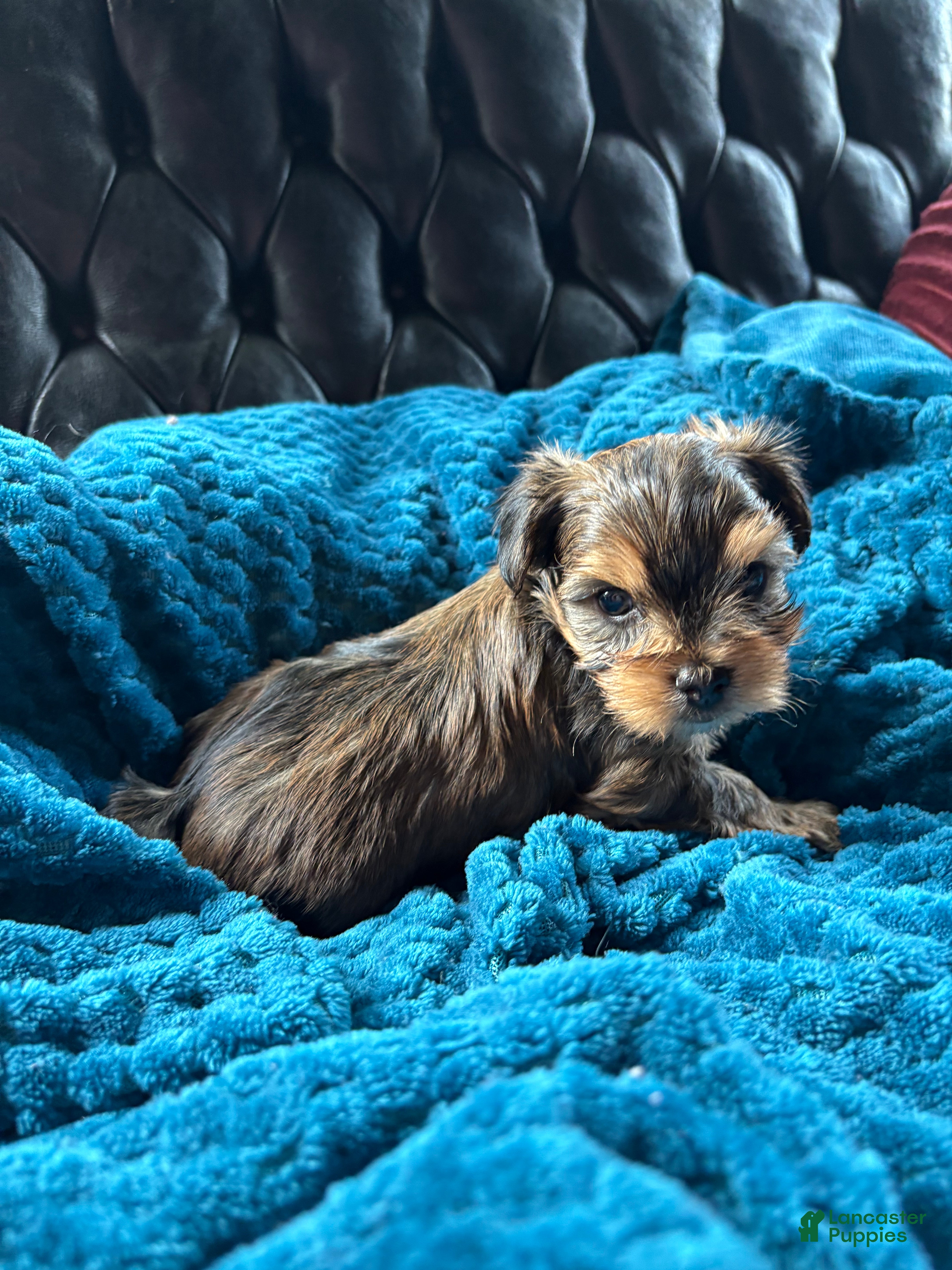 Yorkshire Terrier dogs for sale: Yorkshire Terrier Puppy 2 - Ad 5