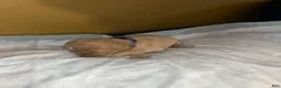 Double Doodle dogs for sale: Blue - Ad 2
