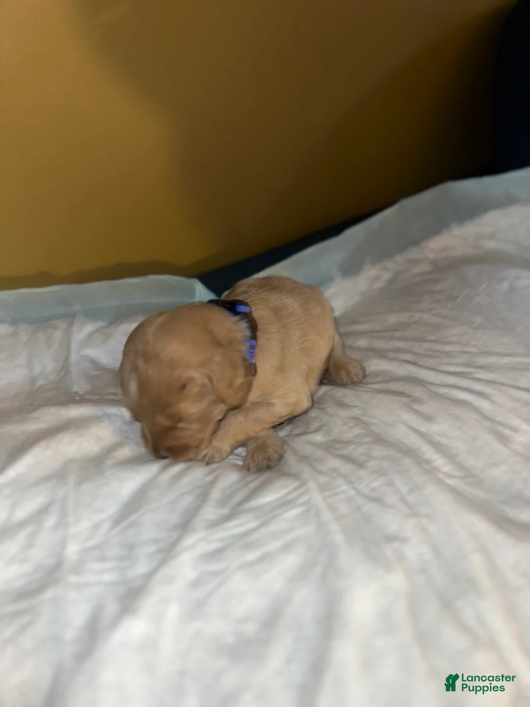 Double Doodle dogs for sale: Blue - Ad 2
