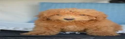 Mixed Breed dogs for sale: Shorty - Ad 4