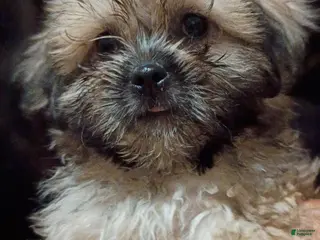 Malshi dogs Boomer - Ad 11