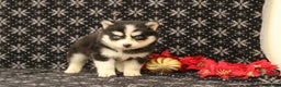 Pomsky dogs for sale: Vervan - Ad 4