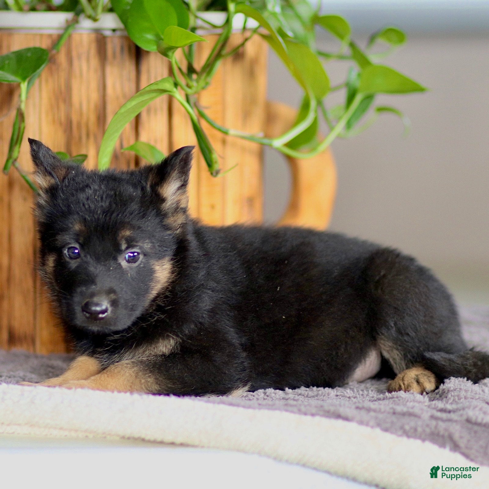 German Shepherd dogs Gale - Ad 1