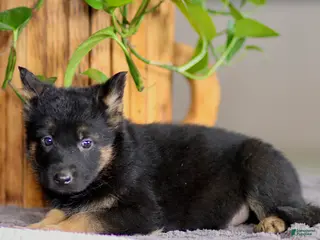 German Shepherd dogs for sale: Gale - Ad 3