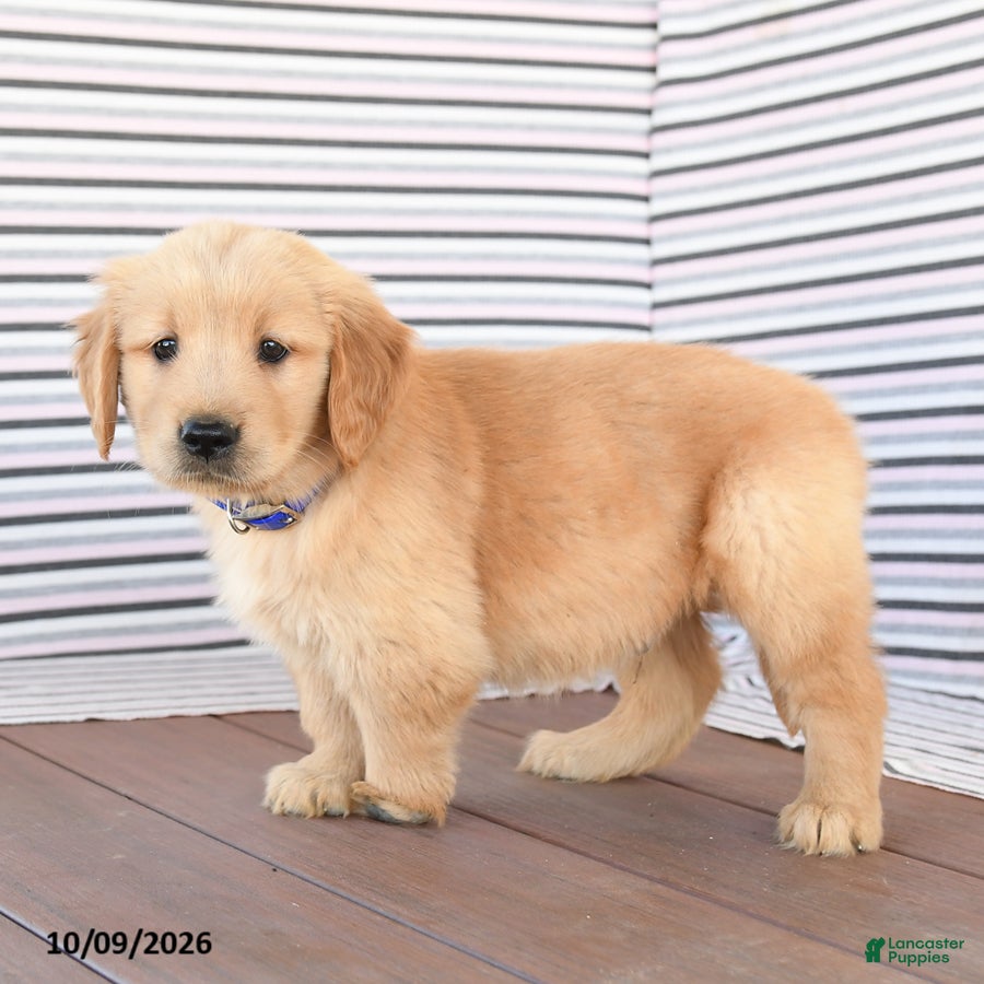 Golden Retriever dogs Prince   - Ad 2