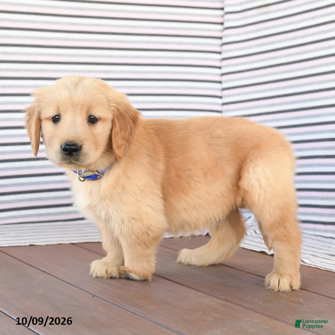 Golden Retriever dogs for sale: Prince   - Ad 2
