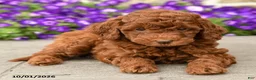 Mini Goldendoodle dogs for sale: Teddy  - Ad 4